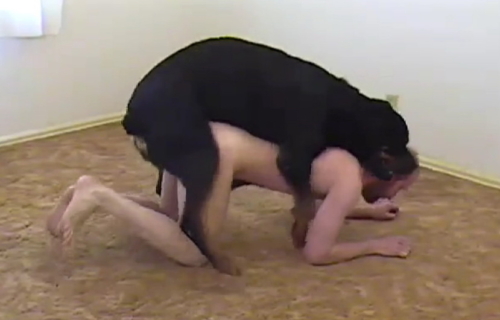 คิดได้ไงเกย์ฝรั่งอยากลองของแปลก ให้หมาดำ”ร็อตไวเลอร์”เย็ดตูดจนติดเป้ง ควยหมาคารูตูด เจ็บตูดร้องครางเสียงหลง